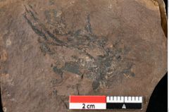 Foto (Detailansicht) von Cystoseira communis Unger (NHMW-GEO-2024-0188-0100)